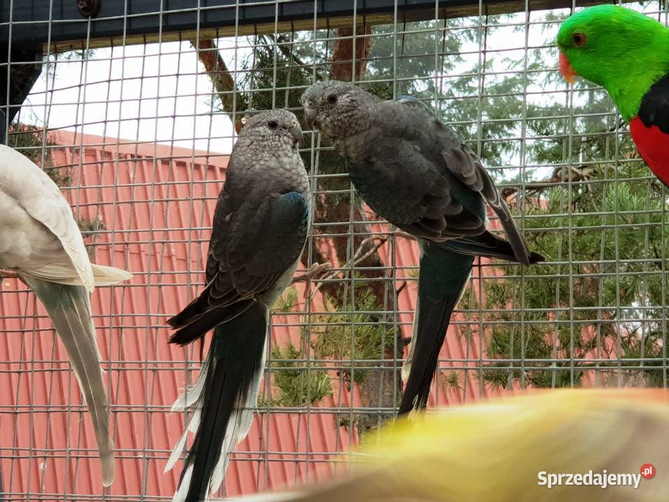Świergotka Niebieski Standard Oranż Samica lubuskie