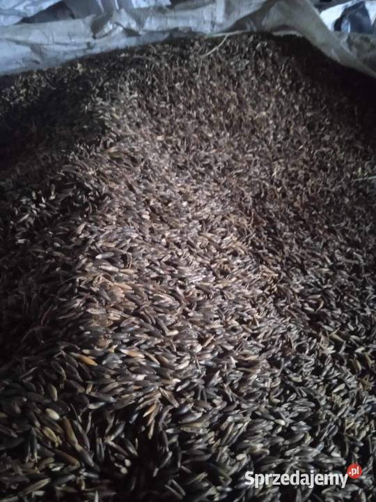 Owies czarny żółty pszenica pszenżyto wiosenne i Brzeziny