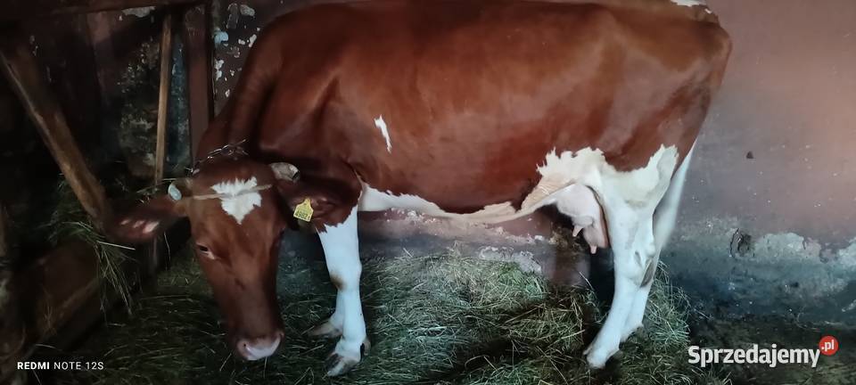 Sprzedam Krowę do negocjacji Cieszanów