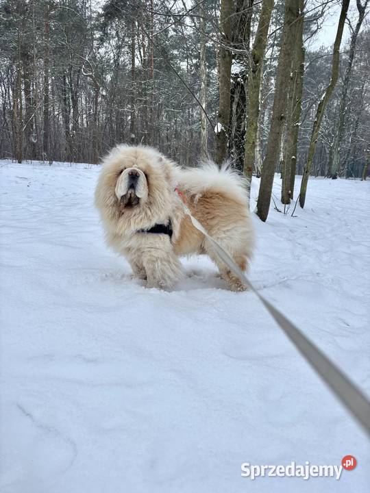 CHOW CHOW szczenięta kremowe Łódź