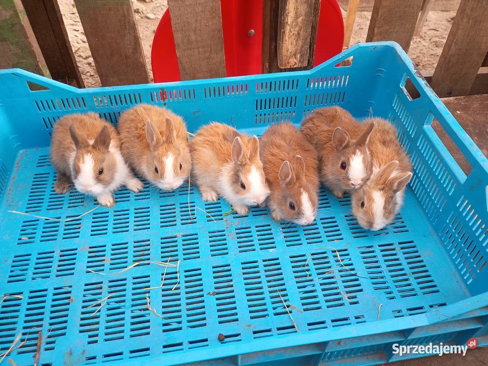 Sprzedam króliki miniaturki Tomaszów Lubelski