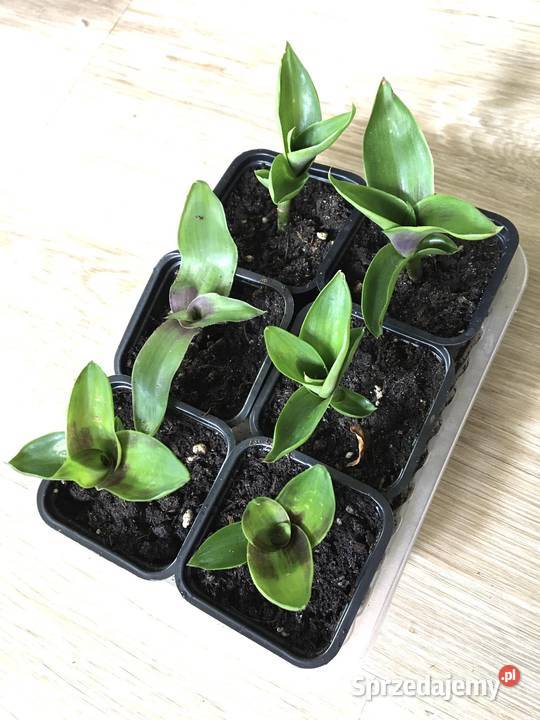 Złoty wąs Callisia Fragrans domowa uprawa Warszawa