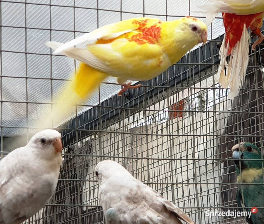 Świergotka Rubino Samica lubuskie Pszczew