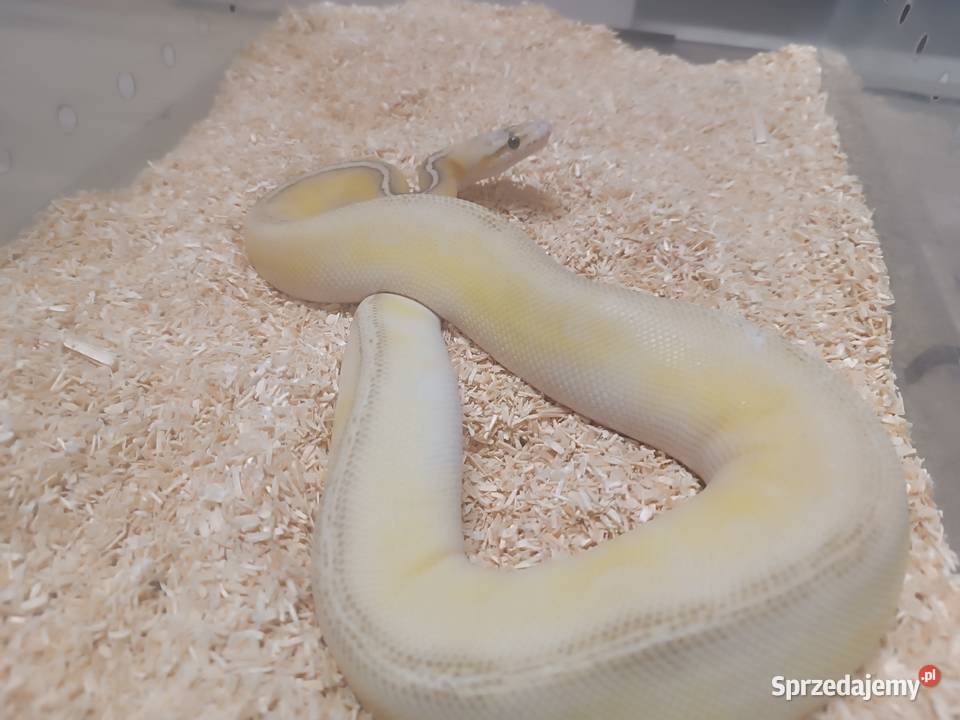 Pyton królewski Super Bongo postave YB samiec Częstochowa
