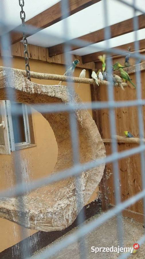 Papugi do dalszej hodowli mazowieckie Sochaczew