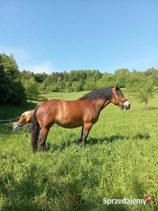 Klacz PKZ Konie podkarpackie Olchowa