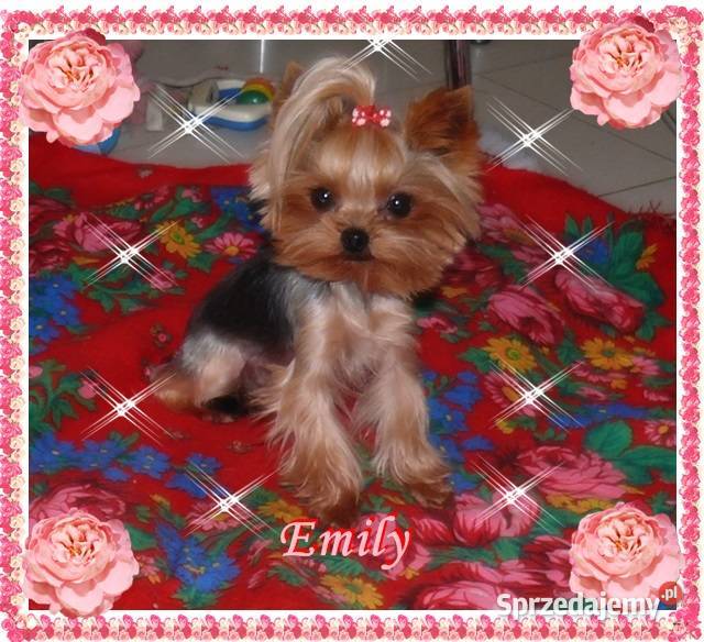 York yorkshire terrier MINI MICRO CUDEŃKA Kraków