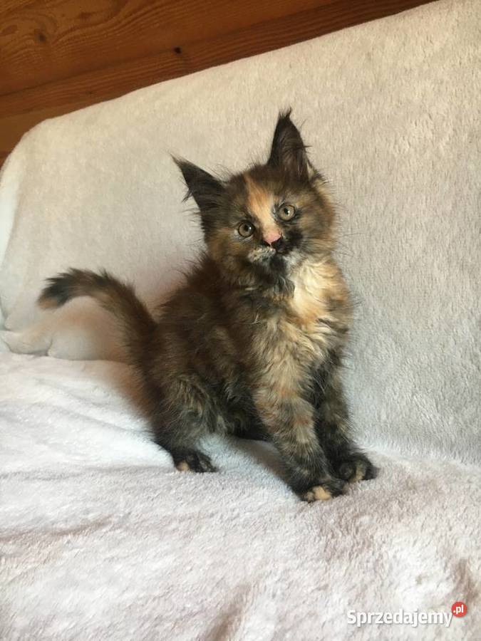 Kocięta Maine Coon wielkie koty Kraków