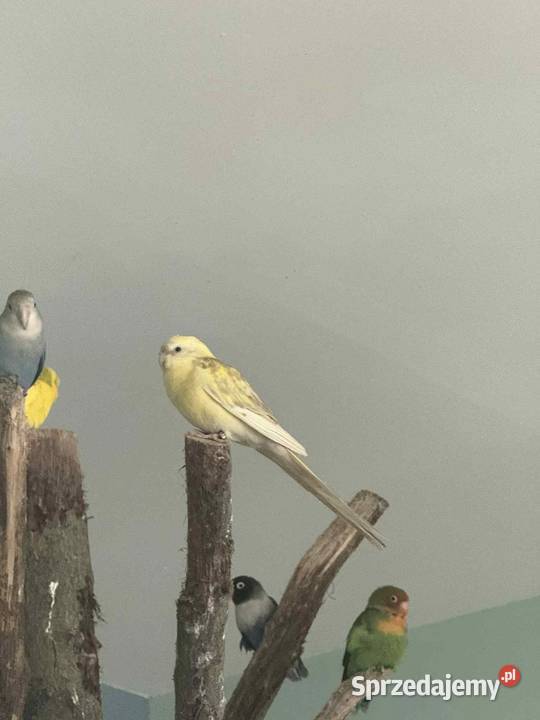 Swierkotki łódzkie Łask