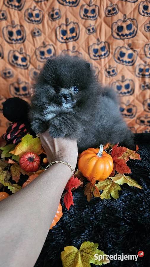 Pomeranian Szpic Miniaturowy piesek BlueWhite Sędziejowice