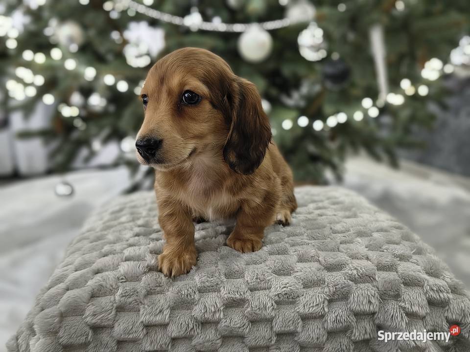 Jamnik długowłosy miniaturowy rudy gen kremowy Żychlin sprzedam