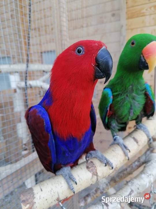 Lora wielka samica Ptaki Sochaczew