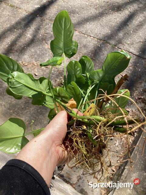 Mniejszy zestaw Philodendron filodendron Kraków