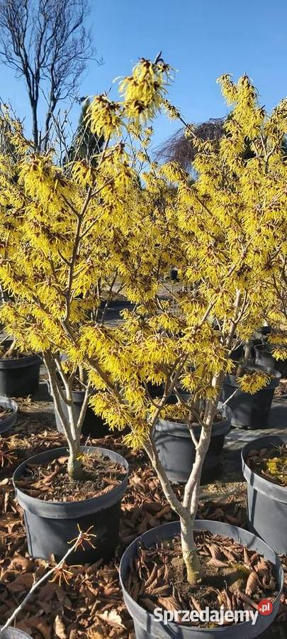 Oczar złotożółty Hamamelis Liściaste Sompolno