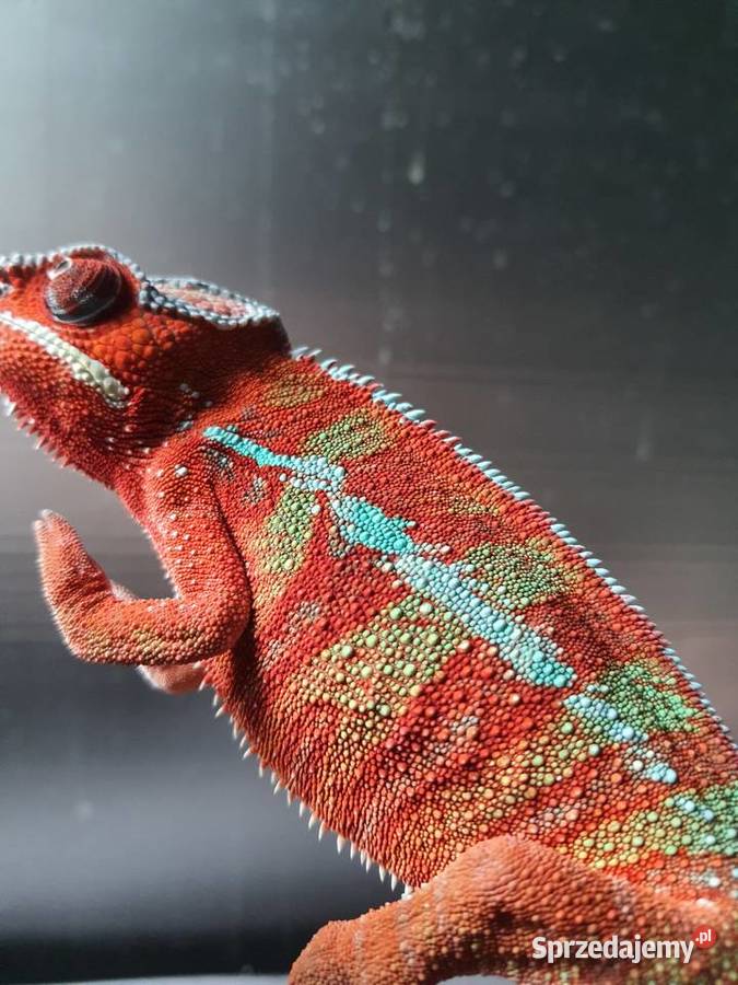sprzedam kameleona lamparci Lubień Kujawski sprzedam
