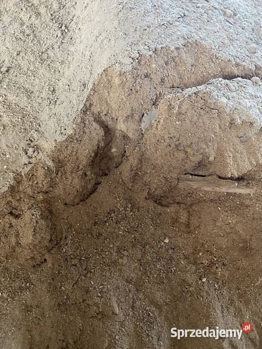 trociny sosnowe Międzyrzecz