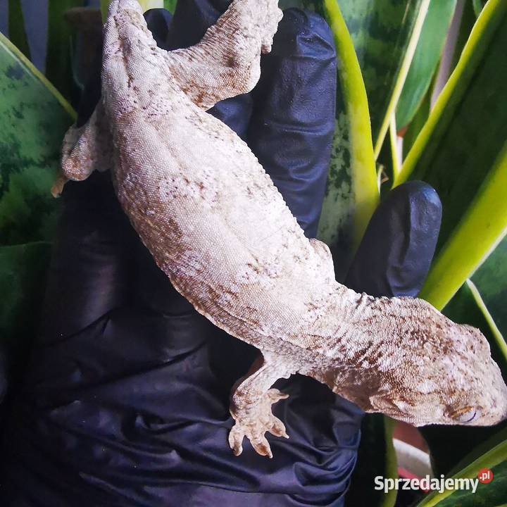 Gekon Olbrzymi Rhacodactylus Lechianus Kraków