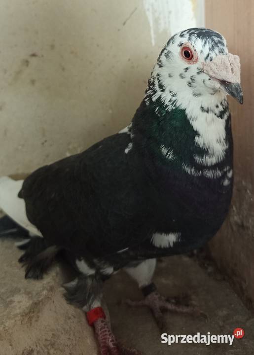 Gołębie staropolskie