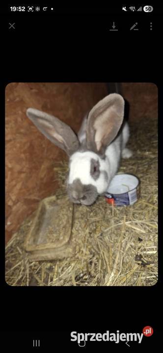 Królik srokacz niebieski samica Pozostałe podkarpackie Izdebki
