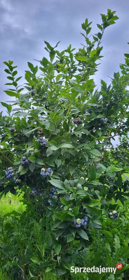 Borówka amerykańska krzewy Urzędów