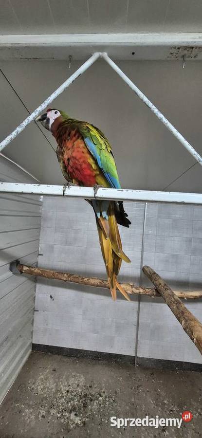 Sprzedam papugi z 2025 wielkopolskie