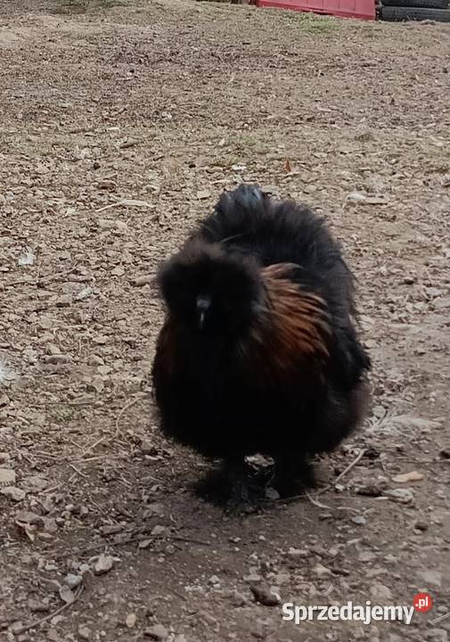 Sprzedam koguta silki kury jedwabiste Tomiszowice