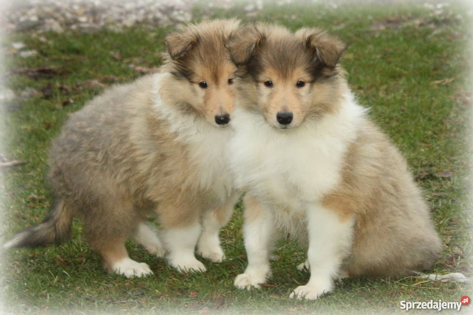 Owczarek szkocki collie długowosy Ciechanów