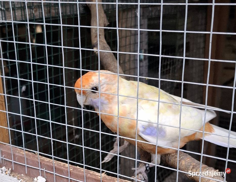 Samica rozella królewska Zwierzęta Chyżne