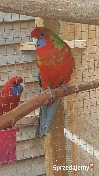 Rozella Królewska Kostrzyn nad Odrą