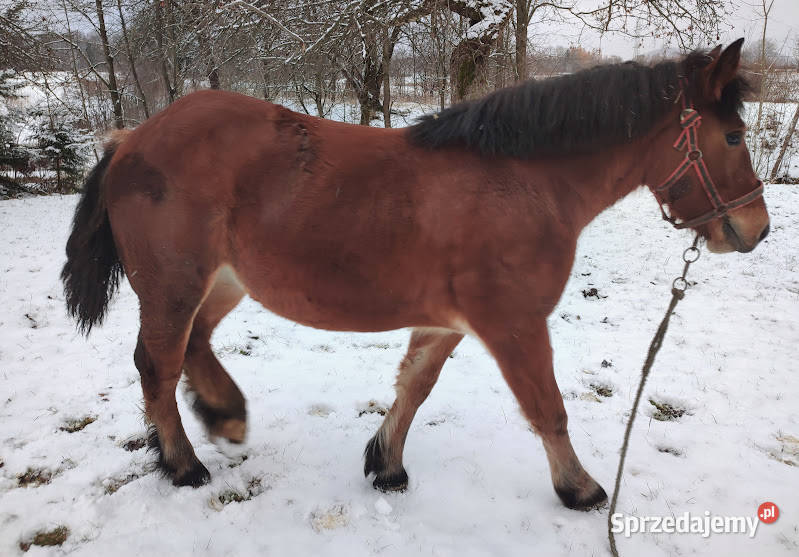 Koń Klacz Kobyła Lubatowa