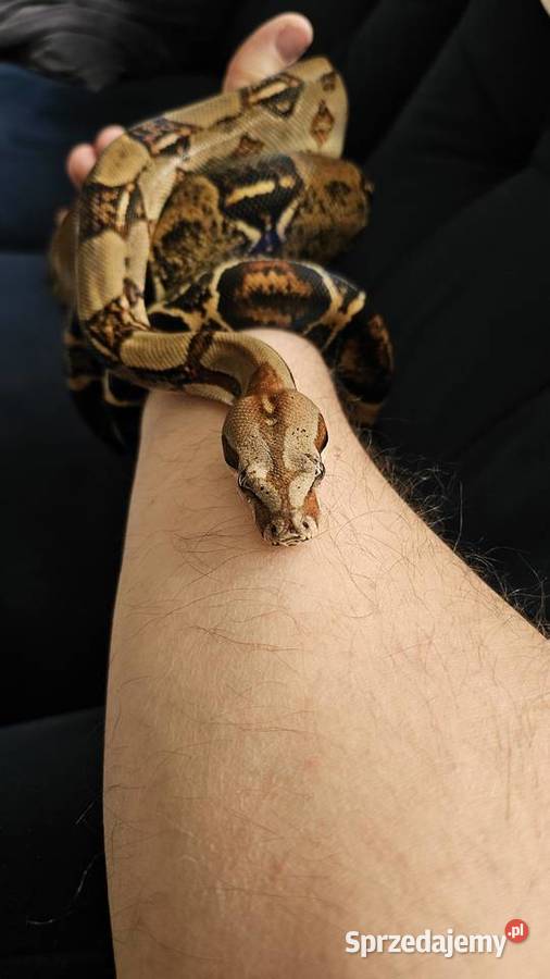 Wąż Boa Co strictor samiec piękny tęczowy połysk wielkopolskie Poznań