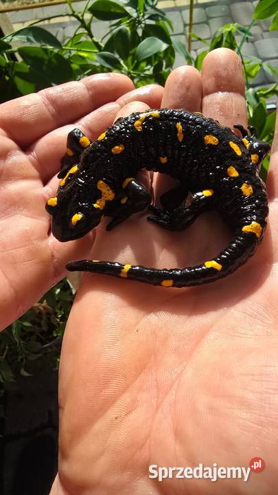 Gekon kameleon jaszczurka salamandra Kijany