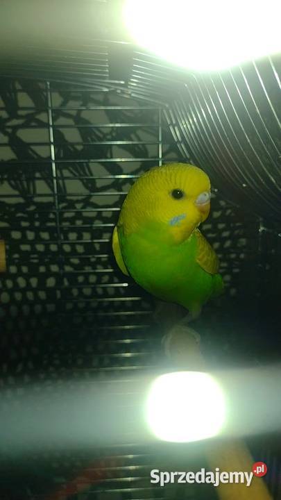 Papużka falista oswojona z klatką nowąkarma duża kujawsko-pomorskie Grudziądz