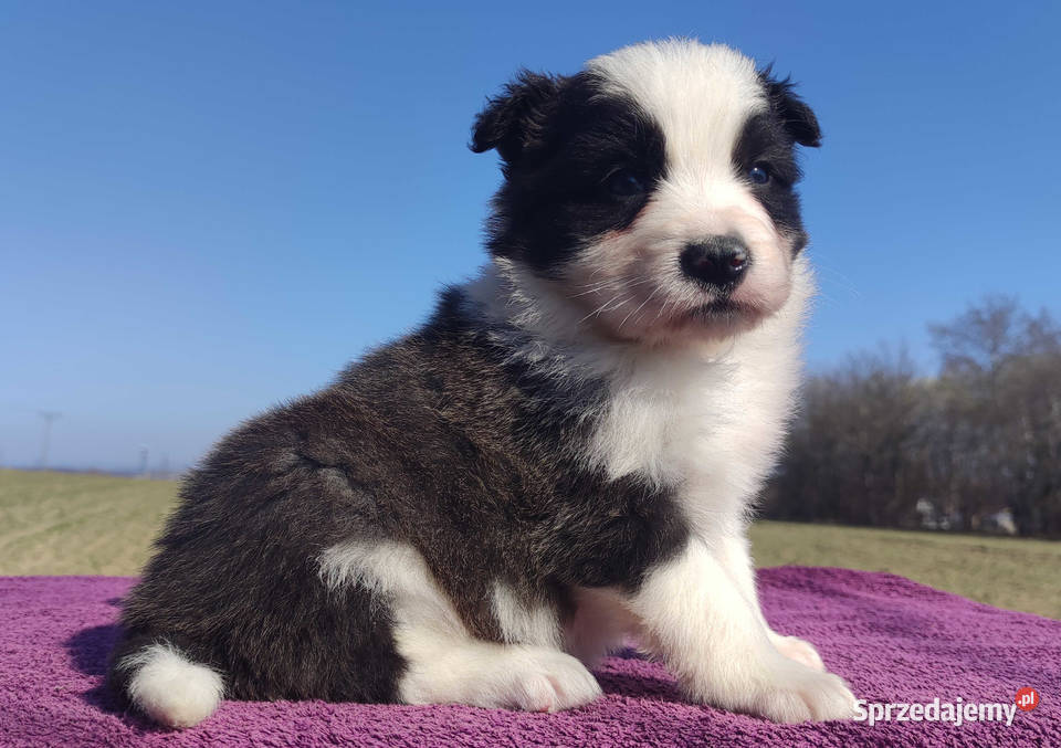 Rasowy Pies Border Collie TOMI z pełną dok z podkarpackie