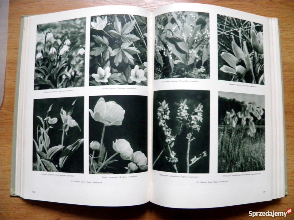 KRAJOBRAZY POLSKI i ich pierwotne fragmenty Przeworsk