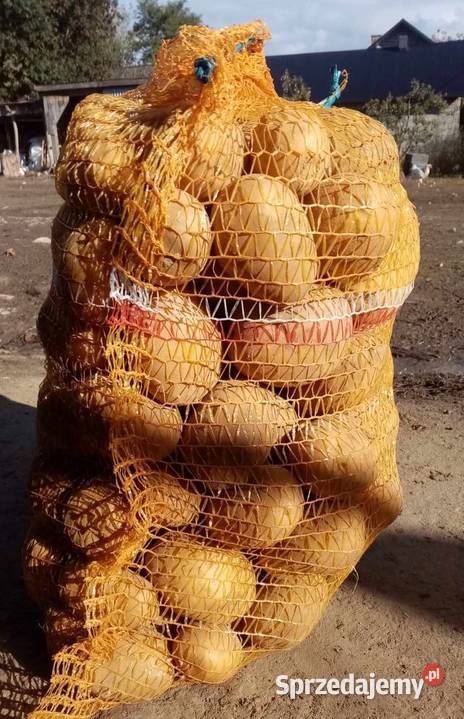 Ziemniaki jadalne Soraya 100 woreczków świętokrzyskie Działoszyce