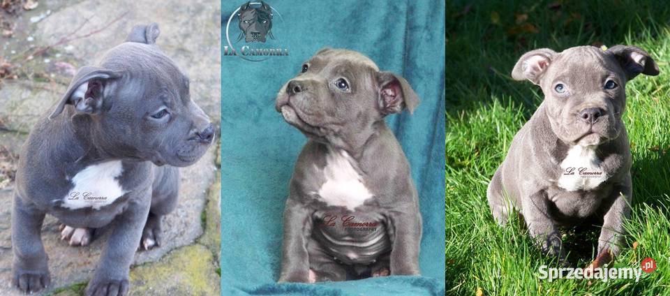 American Staffordshire Terrier Blue Amstaff Amstaff Paczków