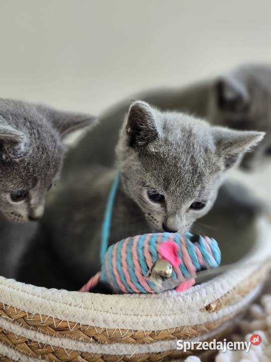 Kocurek Rosyjski Niebieski Rosyjski kujawsko-pomorskie Bydgoszcz