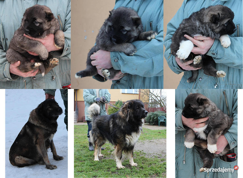OWCZAREK KAUKASKI 8 TYGODNI podlaskie Zambrów