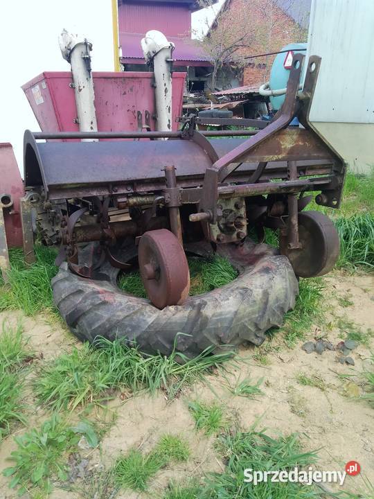 Glebogryzałka Lisia Góra