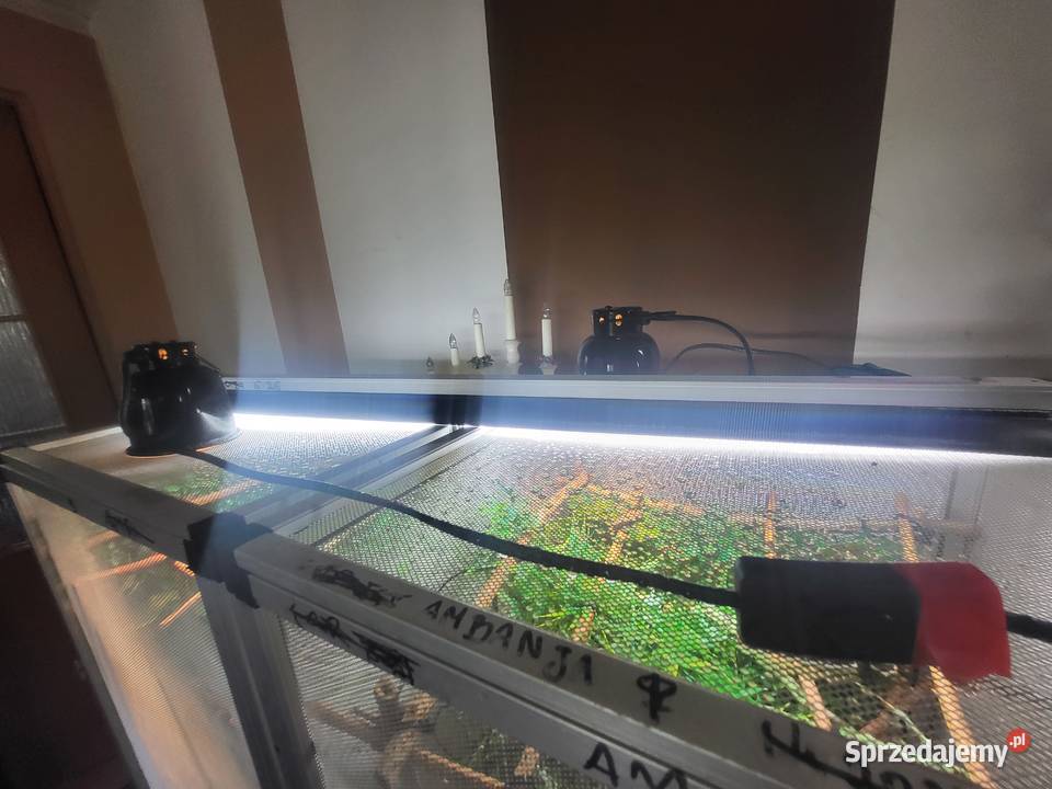 Terraria kameleona lampy arcadia Kozy sprzedam