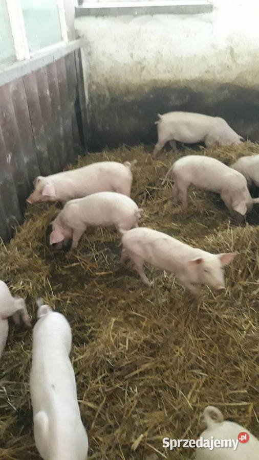 Sprzedam prosienta małopolskie Szczucin
