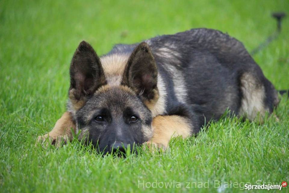 Owczarek Niemiecki krótkowłosy Konin