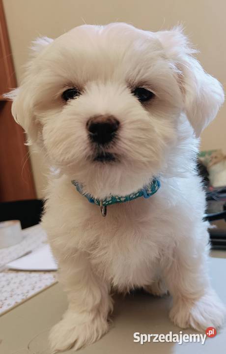 Maltańczykcudny piesek Warszawa sprzedam