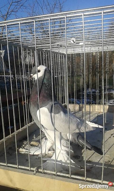 Sprzedam młode gołębie Niemieckie Wystawowe Wrocław