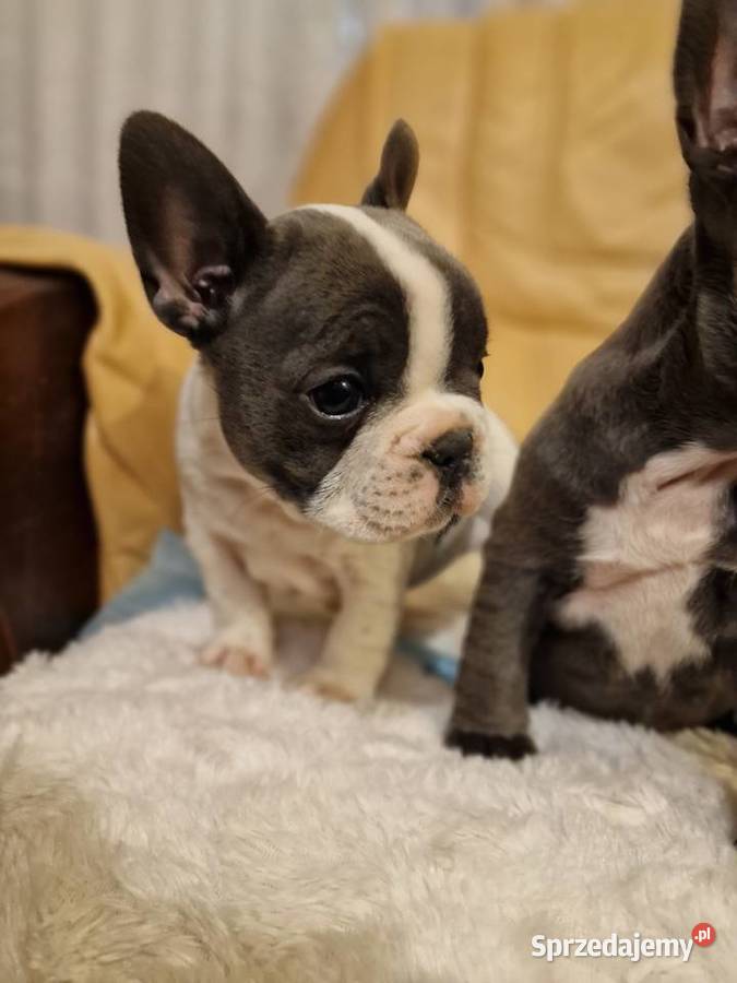Szczenięta Buldog Francuski Blue Góra