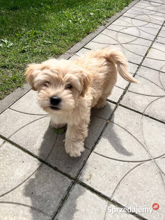 Suczki i piesek Maltipoo F1B z rodowodem szukają