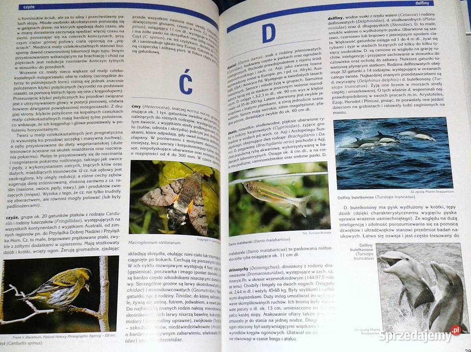 Encyklopedia audiowizualna Britannica Zoologia Rok wydania 2006 Chełm