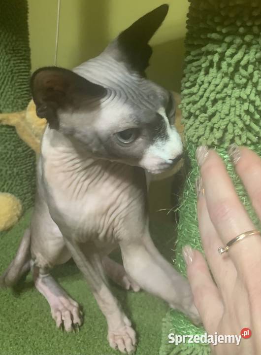 Sfinks Kanadyjski Koteczka do odbioru Rodowód wielkopolskie Leszno