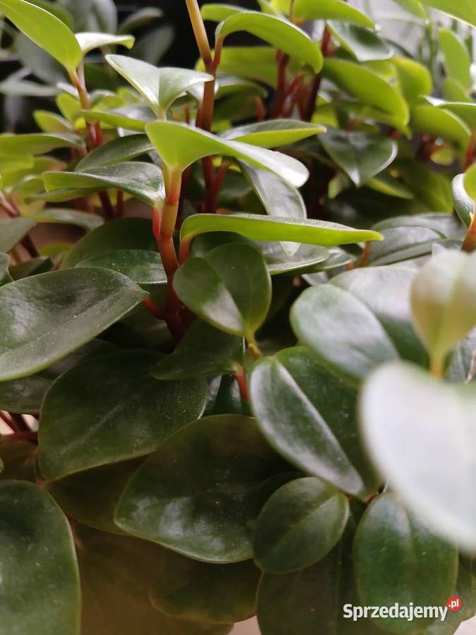 Peperomia Red Stem rzadko spotykana Częstochowa